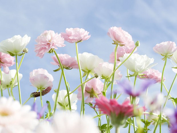 花开的季节最为迷人_治愈系小清新花朵图片_WWW.TQQA.COM