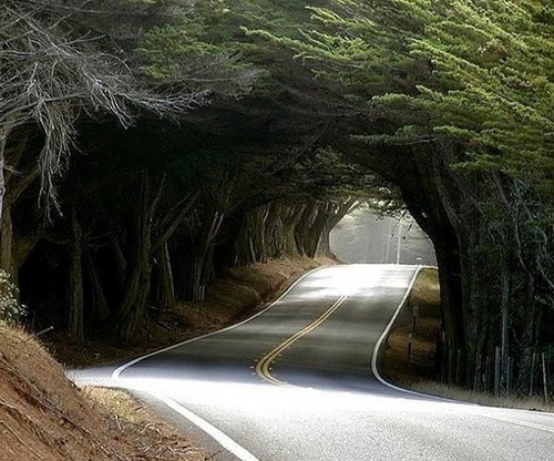 走在这么美的树林隧道中，是多么幸福的一件事_WWW.TQQA.COM
