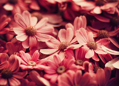 莫怪花太貪，只因花事未了，情未了 优美花朵小_WWW.TQQA.COM