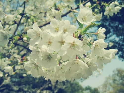只愿落花时节能逢君 -小清新_WWW.TQQA.COM