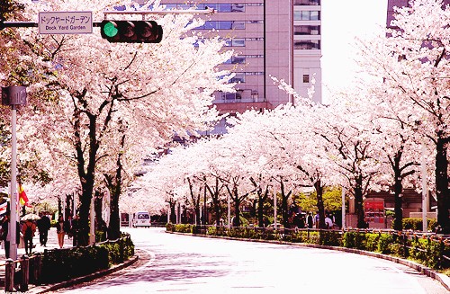 记得落花过后，花香满地_WWW.TQQA.COM