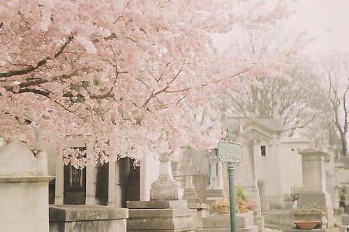 花、海 -小清新_WWW.TQQA.COM
