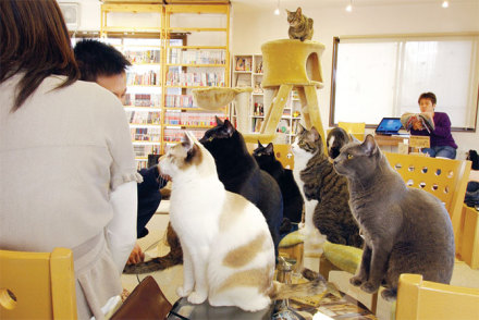 日本的猫咪主题咖啡馆，好美好萌啊_WWW.TQQA.COM