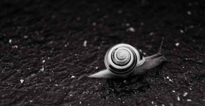 唯美的蜗牛动物高清图片_WWW.TQQA.COM