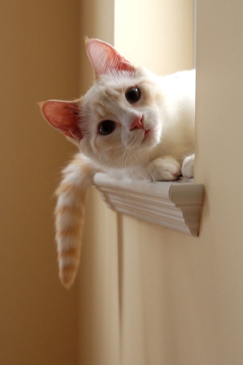 你好，喵眯酱 猫咪小清新图片_WWW.TQQA.COM