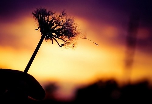 活的像蒲公英一样的洒脱_WWW.TQQA.COM