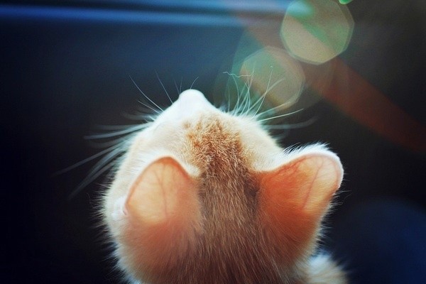 像这么萌的猫咪我也想养一只_小清新猫咪图片_WWW.TQQA.COM