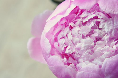 你未看此花时，此花与汝心同归于寂_WWW.TQQA.COM