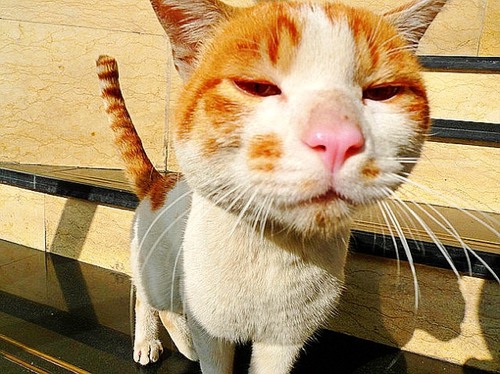 你好，喵眯酱 猫咪小清新图片_WWW.TQQA.COM