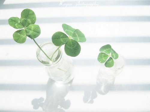 很希望自己是一叶四叶草_WWW.TQQA.COM