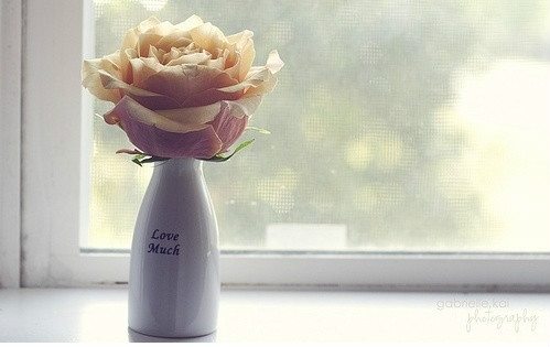 杯中的花， 温柔了谁的年华_WWW.TQQA.COM