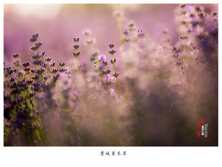 一起去六月的伊犁霍城看薰衣草花海吧_WWW.TQQA.COM