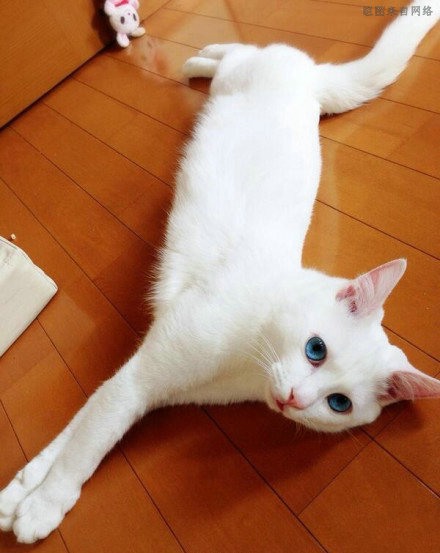 主人，请你凝视我  mino猫咪搞怪美图_WWW.TQQA.COM