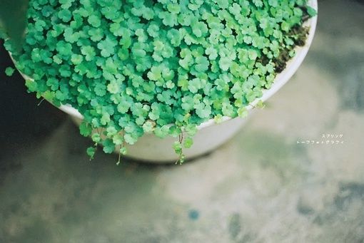 一组优美的三叶草LOMO图片_WWW.TQQA.COM