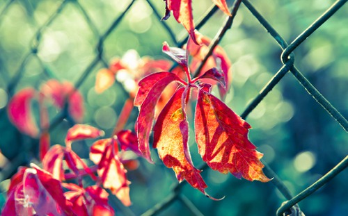 我想让花开满你心中每个角落 小清新风格花朵美_WWW.TQQA.COM