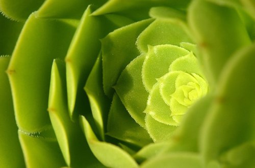 鲜嫩多汁的多肉植物唯美图片分享喽_WWW.TQQA.COM