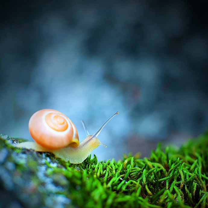 唯美的蜗牛动物高清图片_WWW.TQQA.COM