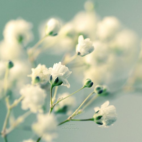 未看此花时，此花与汝心同归于寂_WWW.TQQA.COM