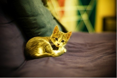 好吧，我就是个猫控 猫咪美图_WWW.TQQA.COM