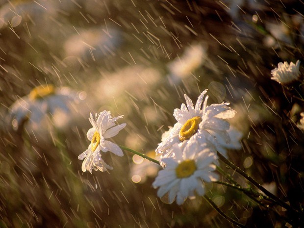 下不完的雨的唯美意境图片_WWW.TQQA.COM