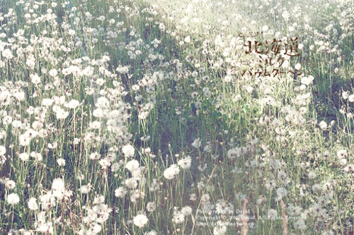 不一样的北海道，不一样的幸福面貌  日系唯美图_WWW.TQQA.COM