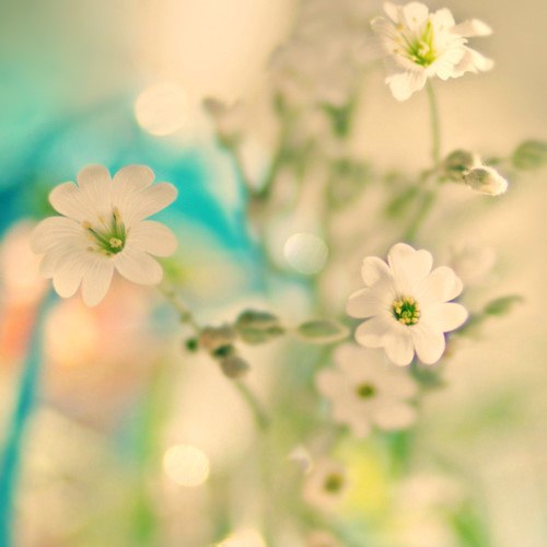 隔岸看花，风淡云轻_WWW.TQQA.COM