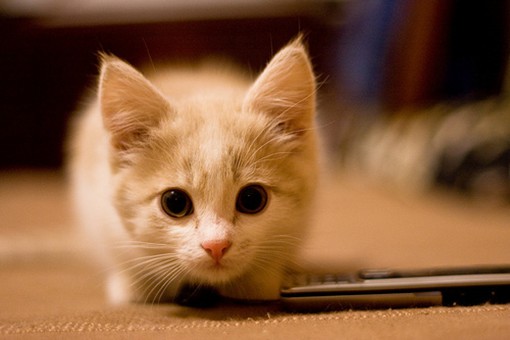 超萌超卡哇伊的猫咪幼崽的唯美特写小清新图片_WWW.TQQA.COM