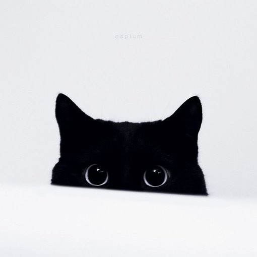 超萌超卡哇伊的猫咪幼崽的唯美特写小清新图片_WWW.TQQA.COM