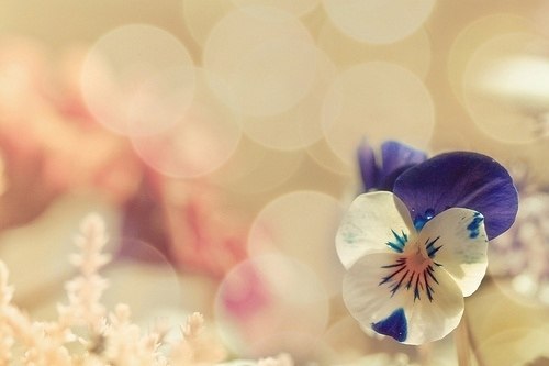 小时候，我总是幻想花里面有精灵_WWW.TQQA.COM
