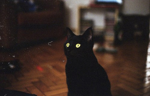 你会与我一样的喜欢猫吗_WWW.TQQA.COM