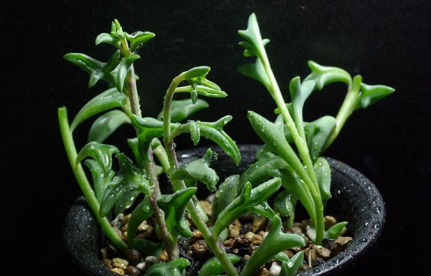 多肉植物界的新晋网红，海豚弦月多肉图片欣赏_WWW.TQQA.COM
