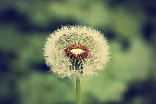一组超唯美梦幻的蒲公英美图_WWW.TQQA.COM