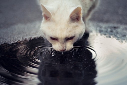 你好，前方有一只猫咪_唯美可爱猫咪图片_WWW.TQQA.COM
