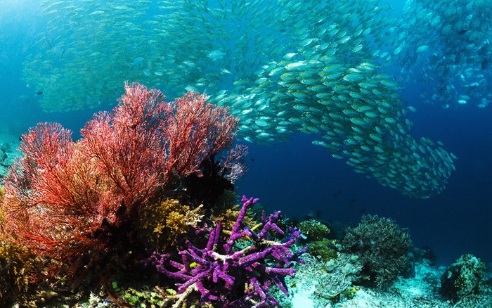 水下热带雨林珊瑚的唯美图片_WWW.TQQA.COM