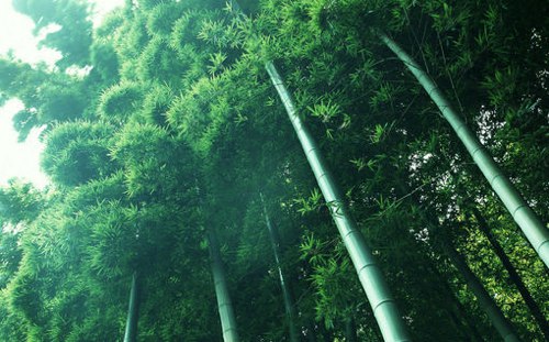一组好看的竹林竹子小清新图片，意境之美_WWW.TQQA.COM