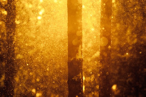 迷雾森林  唯美森林小清新图片_WWW.TQQA.COM