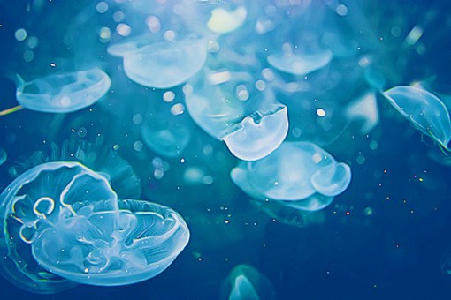 水中小精灵水母的唯美梦幻意境系图片欣赏_WWW.TQQA.COM