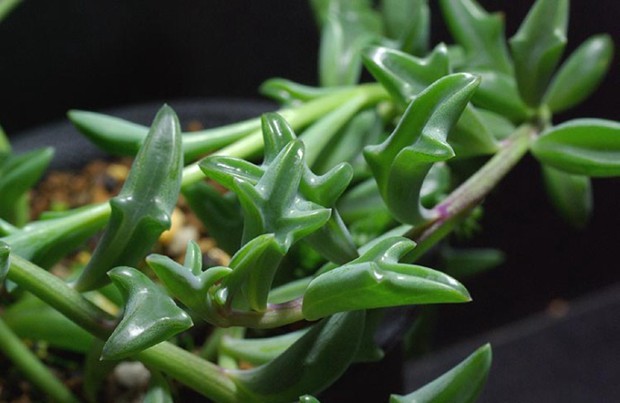 多肉植物界的新晋网红，海豚弦月多肉图片欣赏_WWW.TQQA.COM