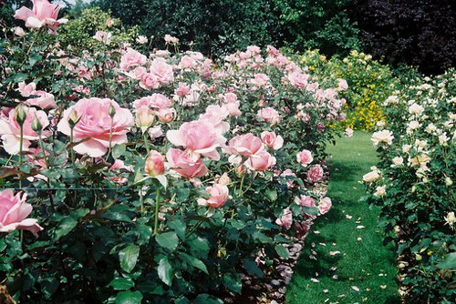 我要的就是春暖花开_唯美图片_WWW.TQQA.COM