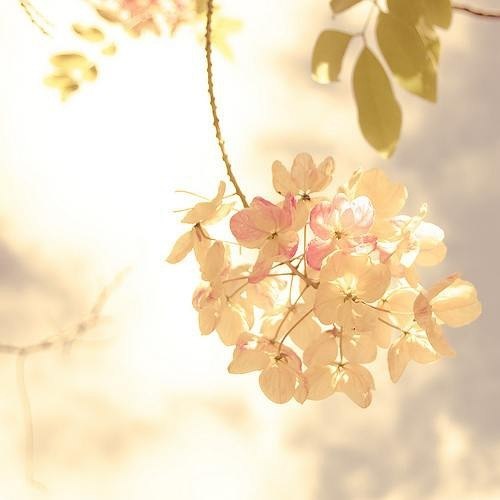 只愿落花时节能逢君 -小清新_WWW.TQQA.COM