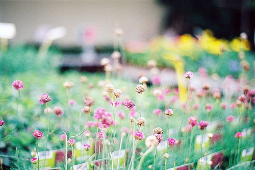 很多时候我更愿意去养一棵植物_WWW.TQQA.COM