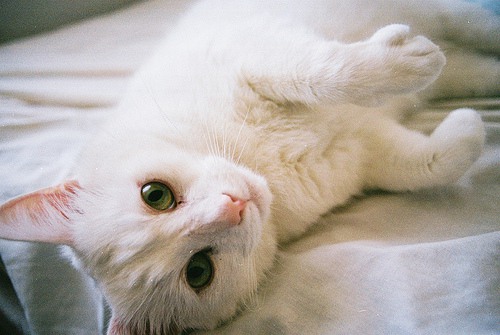 宛如天使般存在的猫咪_猫咪美图_WWW.TQQA.COM