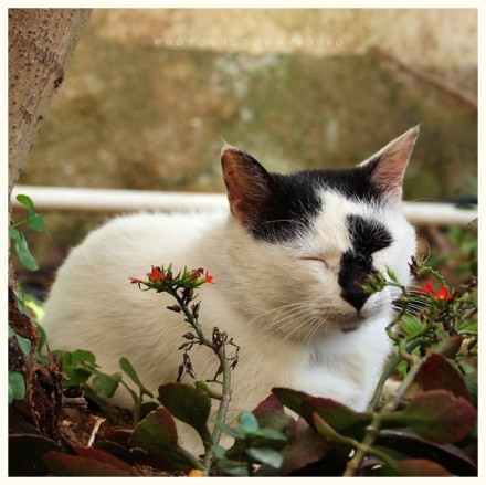 潜伏在鼓浪屿上的喵星人 猫咪美图_WWW.TQQA.COM