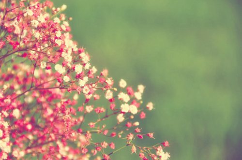 生命就像一种回音 小清新花朵美图_WWW.TQQA.COM