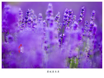 一起去六月的伊犁霍城看薰衣草花海吧_WWW.TQQA.COM