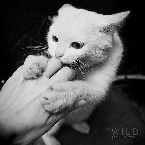 爱猫的同志都是好同志 意境猫咪美图_WWW.TQQA.COM