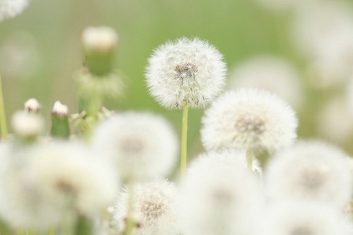 活的像蒲公英一样的洒脱_WWW.TQQA.COM