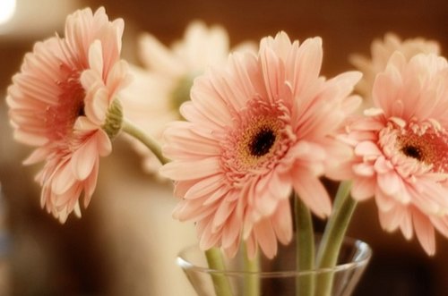 未看此花时，此花与汝心同归于寂_WWW.TQQA.COM