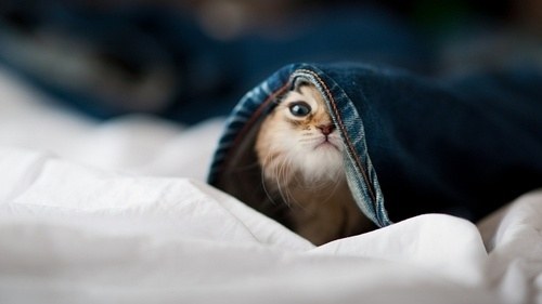 喵星人说我们是愚蠢的地球人_WWW.TQQA.COM