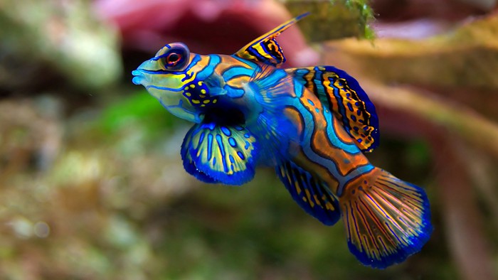 超美的热带鱼图片，最后一张搞笑了_WWW.TQQA.COM